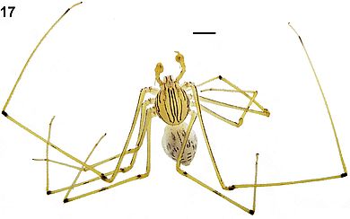 Dictis elongata - Männchen