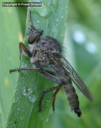 Gemeine Raubfliege