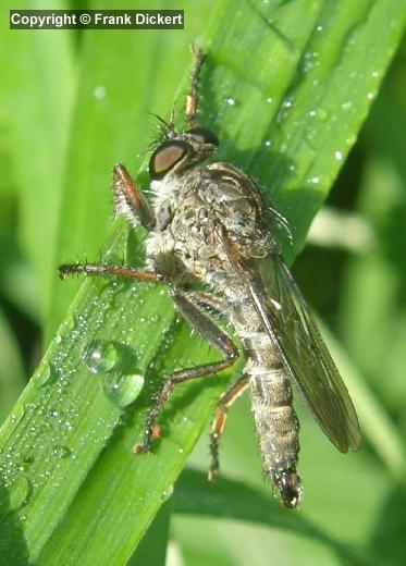 Gemeine Raubfliege