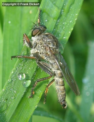 Gemeine Raubfliege