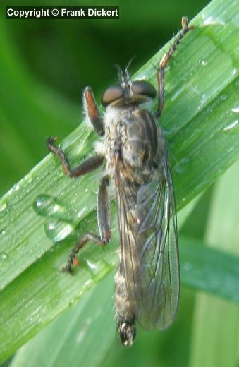 Gemeine Raubfliege