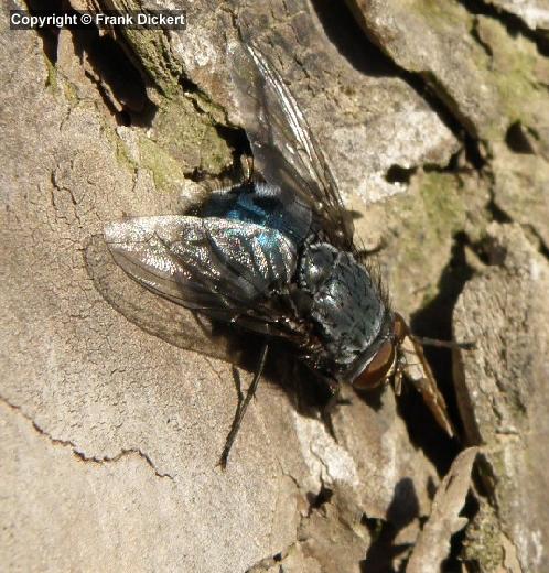 Blaue Fleischfliege