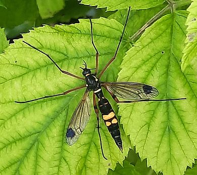 Ctenophora (Cnemoncosis) festiva - Weibchen