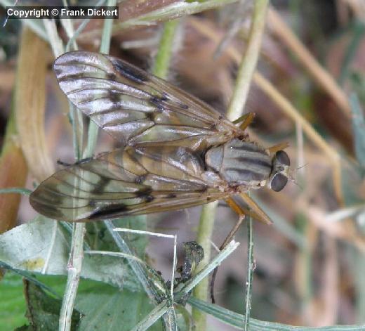 Gemeine Schnepfenfliege