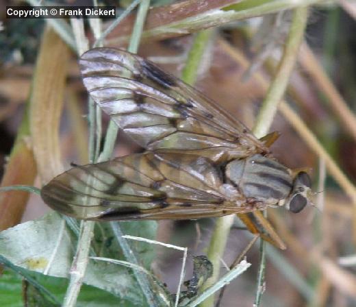 Gemeine Schnepfenfliege