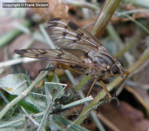 Gemeine Schnepfenfliege