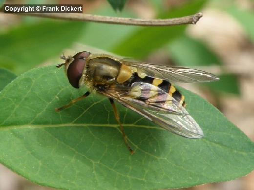 Behaarte Schwebfliege - Männchen