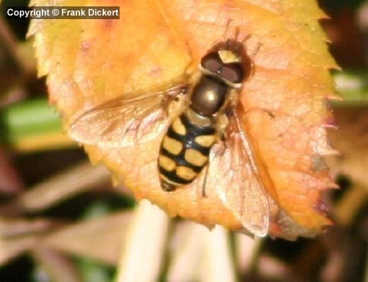 Gemeine Feldschwebfliege