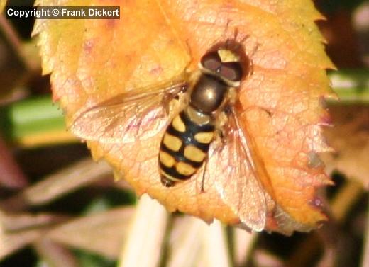 Gemeine Feldschwebfliege