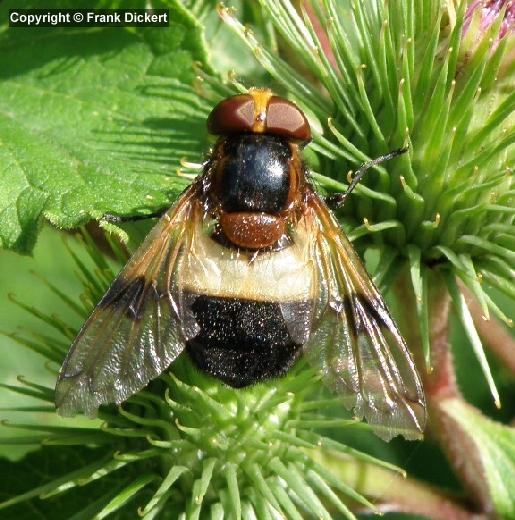 Gemeine Waldschwebfliege