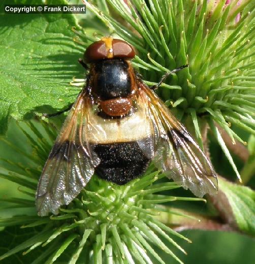 Gemeine Waldschwebfliege