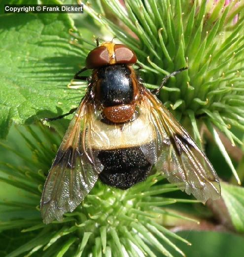 Gemeine Waldschwebfliege