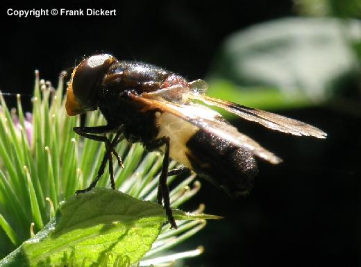 Gemeine Waldschwebfliege